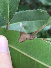 Stigmella heteromelis