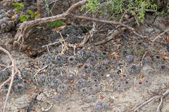 Coryphantha nickelsiae