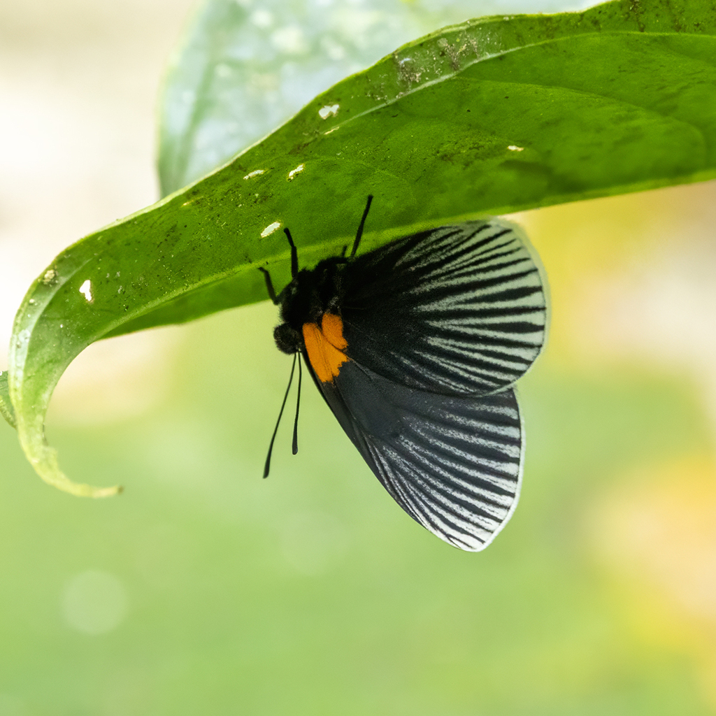 Hades noctula