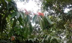 Saraca