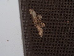 Gymnoscelis tristrigosa