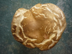 Xerocomellus cisalpinus