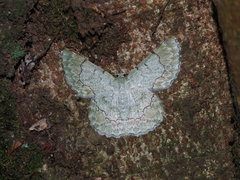 Pingasa ruginaria pacifica