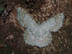 Pingasa ruginaria pacifica