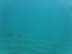 Trachinotus rhodopus