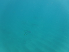 Trachinotus rhodopus