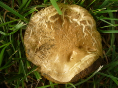 Xerocomellus cisalpinus