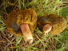 Xerocomellus cisalpinus