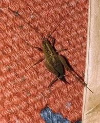 Pristoceuthophilus pacificus