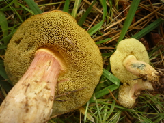 Xerocomellus cisalpinus