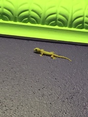 Gehyra mutilata