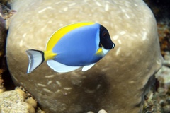 Acanthurus leucosternon