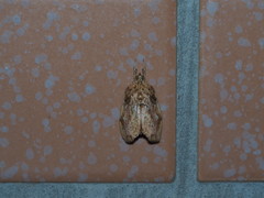 Crocidolomia subhirsutalis