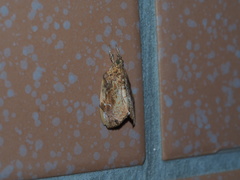 Crocidolomia subhirsutalis