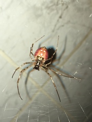 Nephilingis borbonica