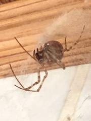 Nephilingis borbonica