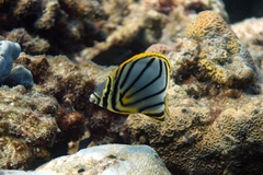 Chaetodon meyeri