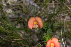 Gompholobium ecostatum