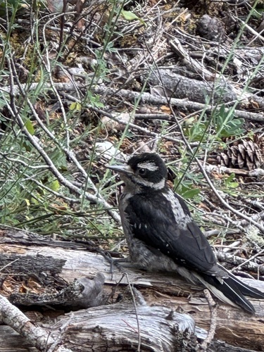 Hairy Woodpecker
