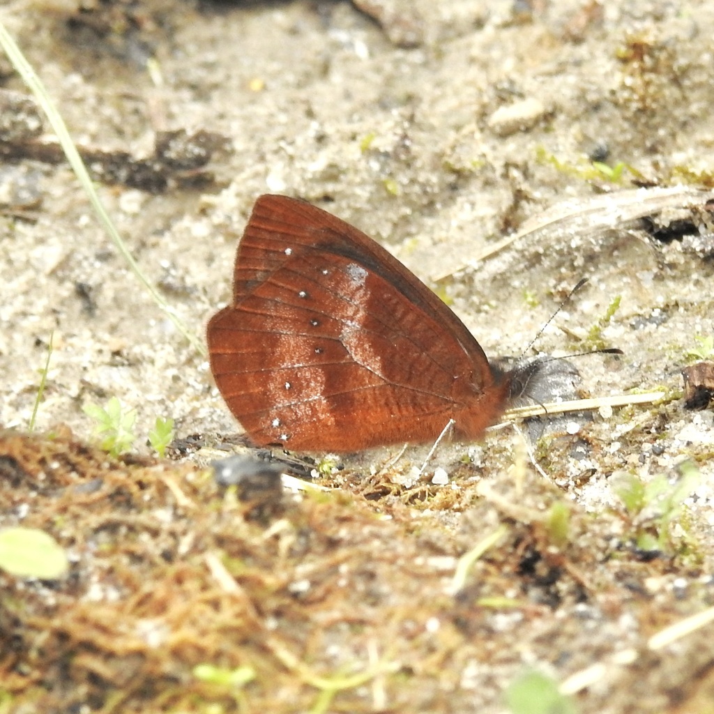 White-dusted Mountain Satyr