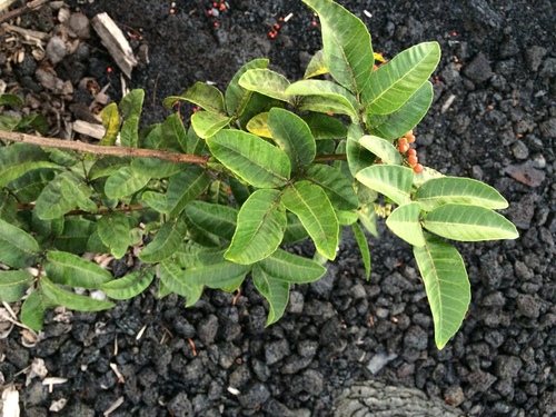 Schinus terebinthifolia observed 2019-11-12