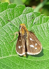 Taractrocera ardonia