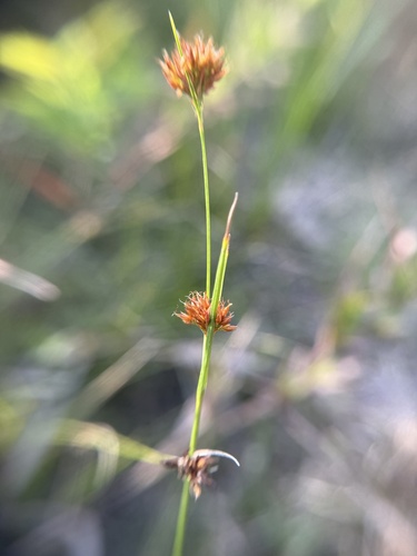Rhynchospora filifolia, 2025-09-01
