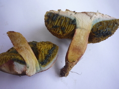 Xerocomellus cisalpinus