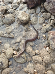 Gymnothorax pseudothyrsoideus