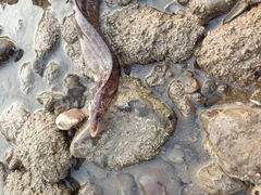 Gymnothorax pseudothyrsoideus