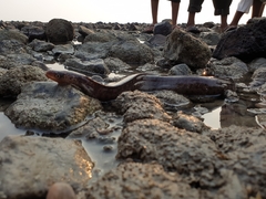 Gymnothorax pseudothyrsoideus