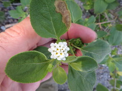 Lantana involucrata