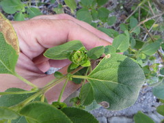 Lantana involucrata