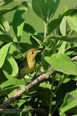 Vireo pallens