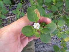 Lantana involucrata