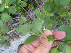 Lantana involucrata