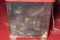 Boiga cynodon