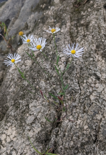 Boltonia asteroides var. asteroides