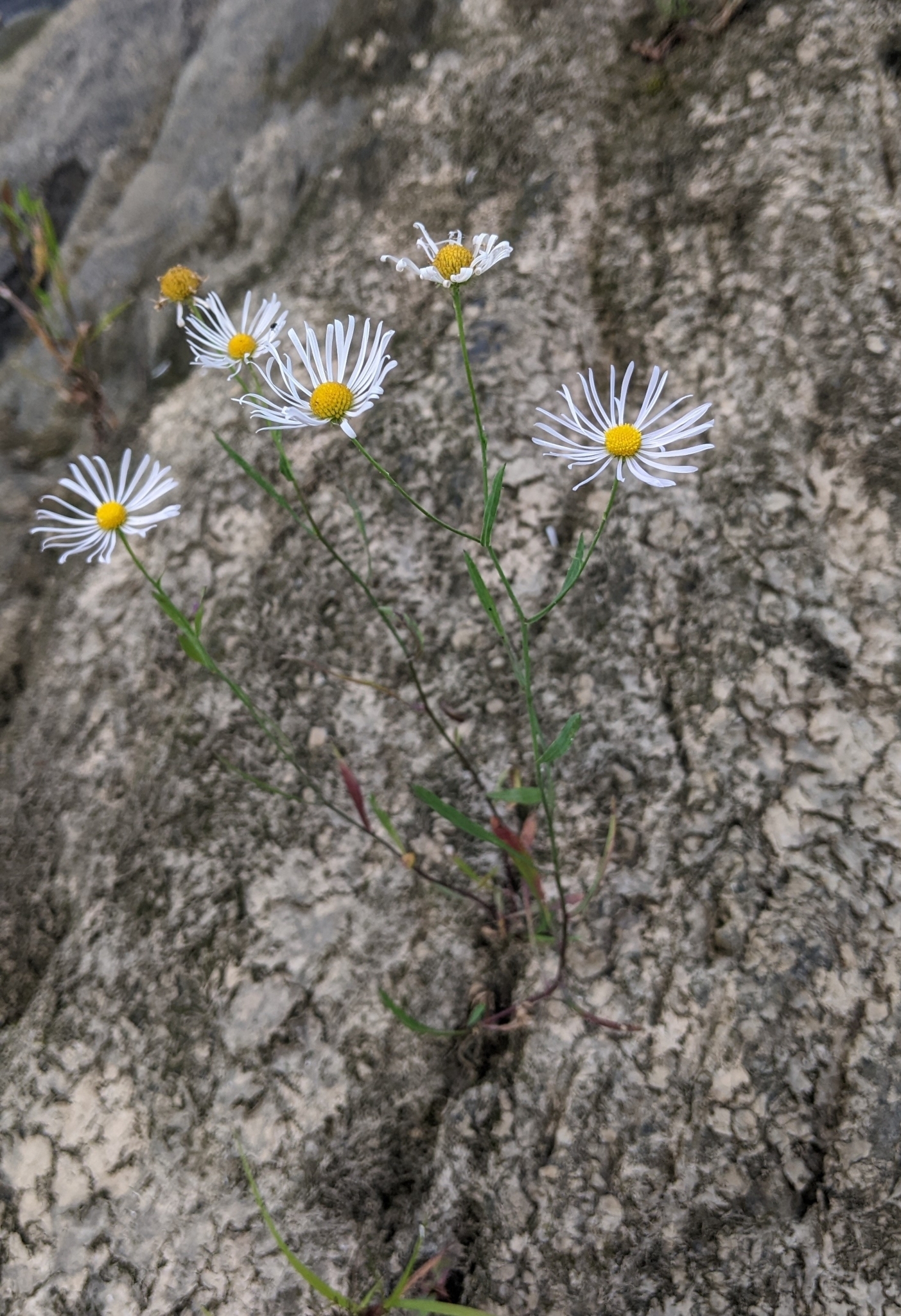 Boltonia asteroides var. asteroides