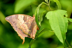 Charaxes psaphon