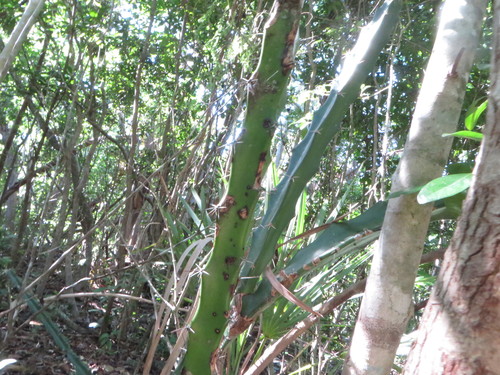 Acanthocereus tetragonus