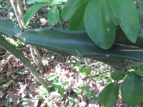 Acanthocereus tetragonus