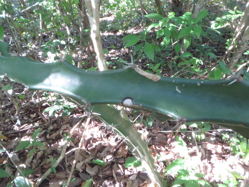 Acanthocereus tetragonus