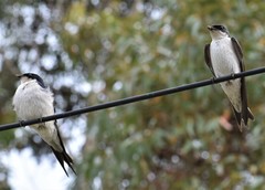 Hirundo dimidiata