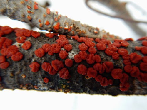 Red Tree Brain Fungus