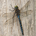 Variable Darner - Photo (c) Jim Johnson, some rights reserved (CC BY-NC-ND), uploaded by Jim Johnson