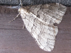 Operophtera relegata