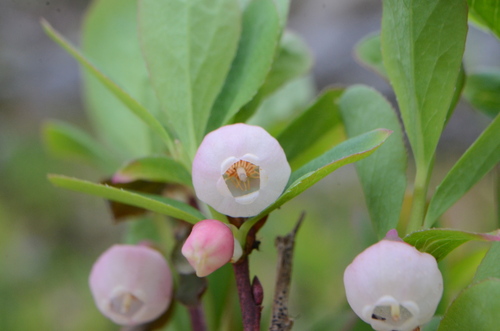 Blue-leaved huckleberry (Vaccinium deliciosum)