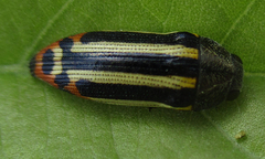 Acmaeodera grata