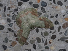 Pingasa ruginaria pacifica